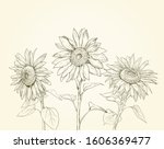 Three Sunflowers Drawing...