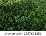 Small photo of Aerial view of dark green forest with misty clouds. Rich natural ecosystem of rainforest concept of natural forest conservation and reforestation