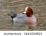 Eurasian wigeon mareca penelope male swimming on river water in winter, side view. Cute accurate intelligent duck in wildlife.