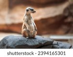 Slender Tailed Meerkat sitting (Suricata suricatta)