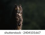 Small photo of Stygian Owl (Asio stygius) - Nocturnal Bird