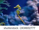 Yellow slender seahorse ...