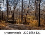 Small photo of Scenic woods of the carolinian forest at Dundas Valley Conservation Area, a protected UNESCO World Biosphere Reserve in Hamilton, Ontario.