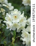 Small photo of White blooming flowers of Rhododendron 'Inamorata'
