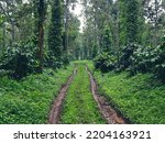 Small photo of Coffee, pepper and cardamom or elaichi plantations estates in sakleshpur. Pepper climber plant on a tree amidst a Coffee plantation. Popular spices of India. South India plantations and estates.