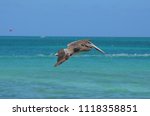 Adorable Water Bird In Aruba...