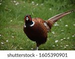 Small photo of Red faced pheasant looking on on a spring day.