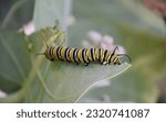 Small photo of Fantastic monarch caterpillar chomping on a milkweed leaf on a warm day.