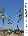 Small photo of Agave Americana (Agave americana) plant in Greece. Sentry plant, century plant, maguey on a blue sky. Blooming American aloe