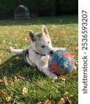 Husky puppy with blue eyes playing with soccer ball.