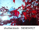 Red Leaves On A Blue Sky.