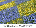 Small photo of Beautiful violet and yellow pansies in the spring garden. Vivid pansy flowers at the flowerbeds in ukrainian colors. Flower summer background. Spring time blossoming blue romantic pansies blooming