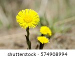 Closeup Image Of Yellow Spring...