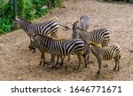 Big Group Of Grant's Zebras...
