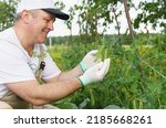 A gardener examines green pea pods. Farming and gardening.