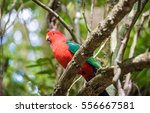 Australian King Parrot at Lamington Park, Australia