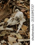 Deer Skull Among Fallen Leaves