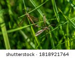 Detailed close up of two large crane flies or Daddy long legs, mating among green straws of grass in sunlight