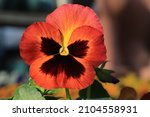 Beautiful Blooming Pansy In...