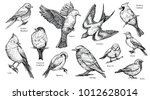 Bird Species Hand Drawn Set....