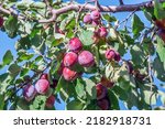 Plums Ripen On A Branch. Small...