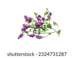 Small photo of Bouquet of alfalfa plants with flowers on a white background.Forage grass for pets.