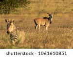 One Eland And An Out Of Focus...