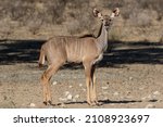 One Kudu Cow Looking At The...