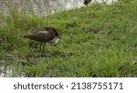 Small photo of A hammerkop bird holding on a frog