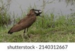 Small photo of A hammerkop holding a frog by the leg
