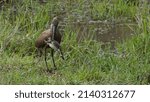 Small photo of Hammerkop with a frog facing the camera