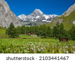 Summer mountain landscape, view of the snow-covered Grossglockner from Koednitztal, blooming mountain meadow with alpine huts, Tyrol, Austria, Europe