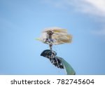 Sulphur Crested Cockatoo...