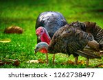 Small photo of The turkey is a large bird in the genus Meleagris, which is native to the Americas. Males of both turkey species have a distinctive fleshy wattle or protuberance that hangs from the top of the beak