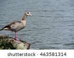 young egyptian goose 3 | Shutterstock . vector #463581314