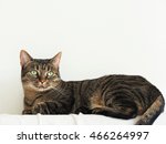 cat with white back 2 | Shutterstock . vector #466264997