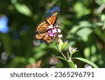 Small photo of Viceroy butterfly on butterfly bush in early fall in afternoon light