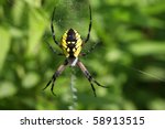 Black   Yellow Garden Spider...