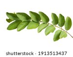 Small photo of More beautiful exotic tropical leaves, isolated leaf background.clipping path