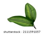 More beautiful exotic tropical leaves, isolated leaf background.clipping path
