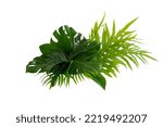 Small photo of More beautiful exotic tropical leaves, isolated leaf background.clipping path