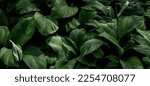 Green asian tropical leaves in...