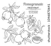 Pomegranate Branches Vector Set