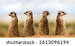 Meerkat suricata suricatta ...