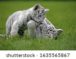 White Tiger Panthera Tigris ...