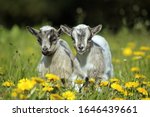 Pygmy Goat or Dwarf Goat, capra hircus, 3 Months Old Baby Goat standing on Dandelions  