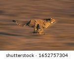 Cheetah acinonyx jubatus  adult ...