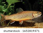 Brook Trout In Aquarium - Salvelinus Fontinalis Image - Free Stock ...