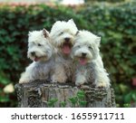 West Highland White Terrier Or...