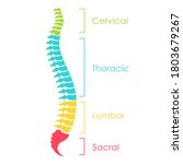 spinal cord anatomical scheme ... | Shutterstock .eps vector #1803679267